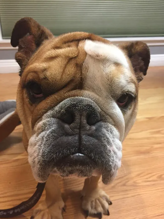 Berwick Animal Clinic Picture 1