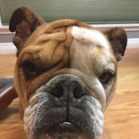 Berwick Animal Clinic ico