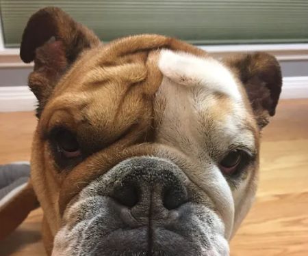 Berwick Animal Clinic