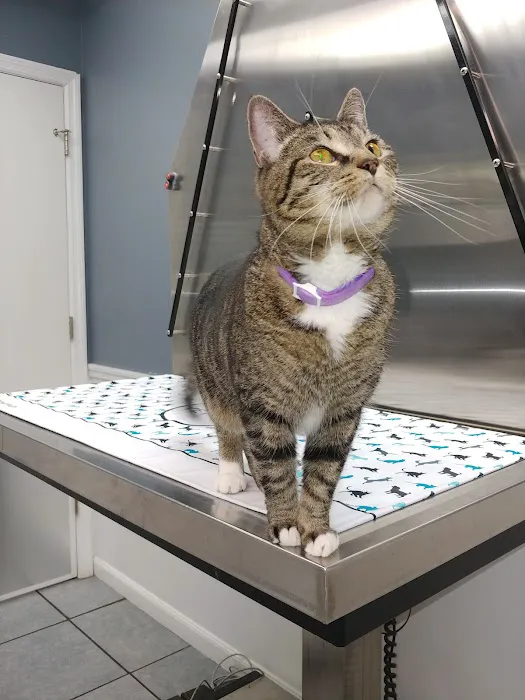 Berwick Animal Clinic Picture 7
