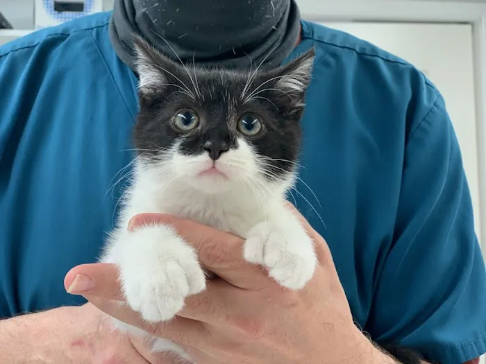Berwick Animal Clinic Picture 4