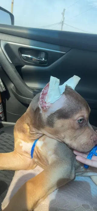 Hamilton Road Animal Hospital Picture 2