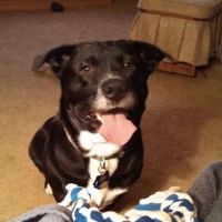 Hamilton Road Animal Hospital ico