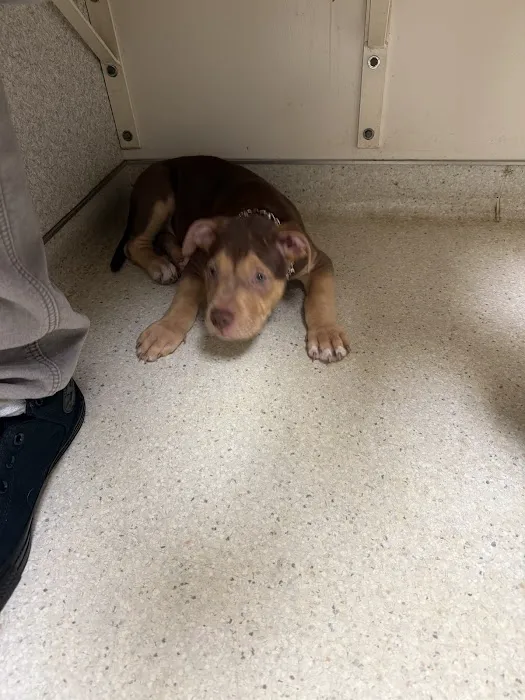 Hamilton Road Animal Hospital Picture 5