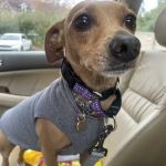 Whitehall Animal Hospital Inc