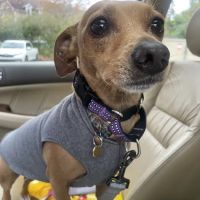 Whitehall Animal Hospital Inc ico