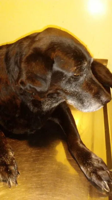 Eastmoor Animal Clinic Picture 2