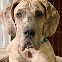 Eastmoor Animal Clinic ico