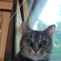 Town & Country Animal Clinic ico