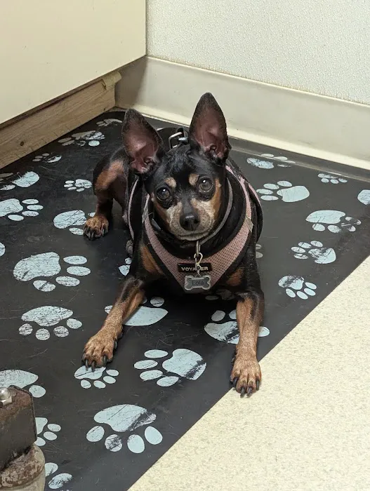 Town & Country Animal Clinic Picture 7