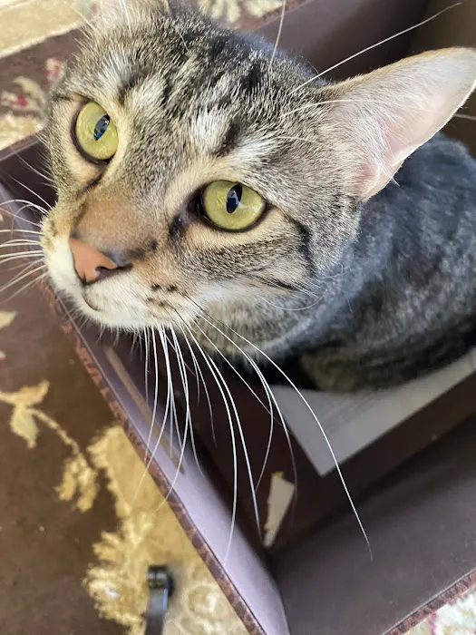 Town & Country Animal Clinic Picture 4