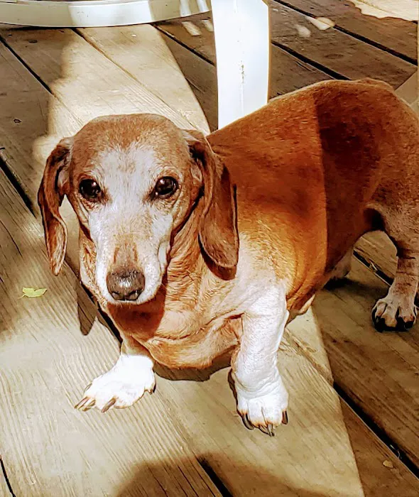 Akers Veterinary Hospital Picture 4