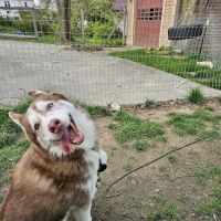 Akers Veterinary Hospital ico