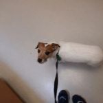 Willard Veterinary Clinic