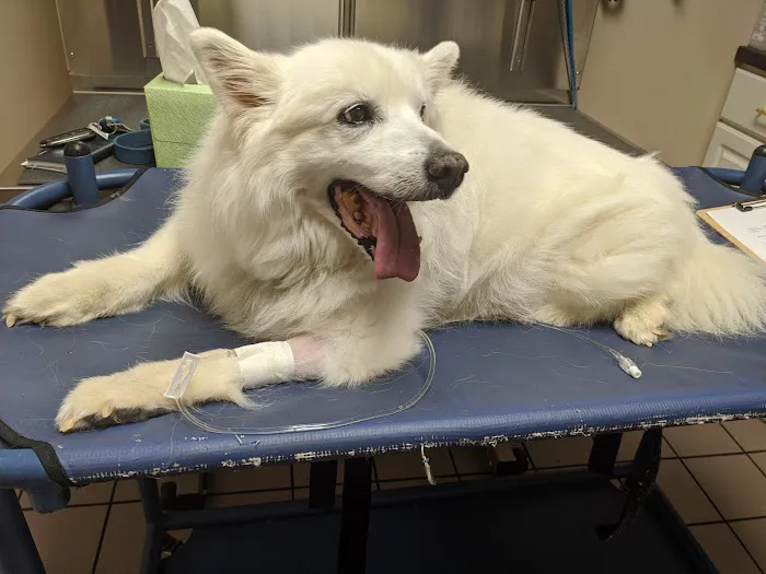 Mapleview Animal Hospital Picture 1