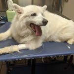 Mapleview Animal Hospital