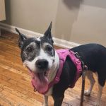 Worner Veterinary Hospital