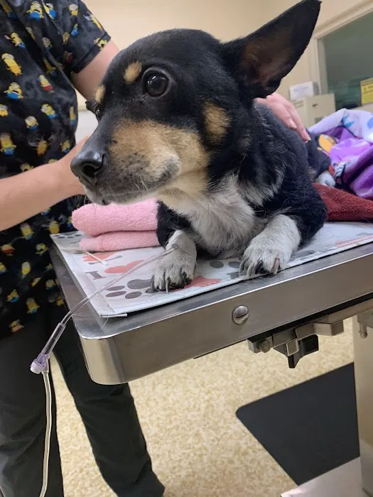 Lilac Hill Veterinary Hospital Picture 1