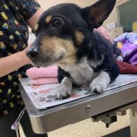 Lilac Hill Veterinary Hospital ico