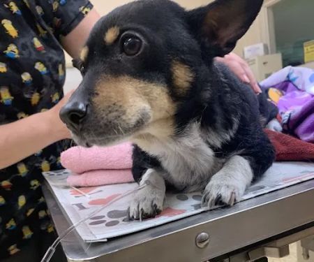 Lilac Hill Veterinary Hospital