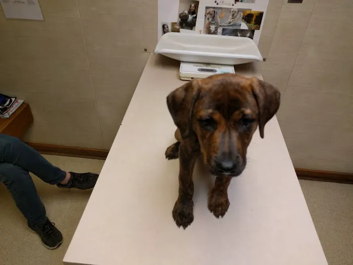 Lilac Hill Veterinary Hospital Picture 6
