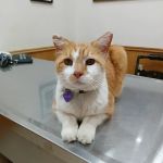 Dr Laurie J Hickox Mansfield Veterinary Hospital