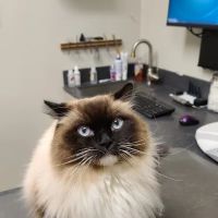 Animal Medical Center of Ontario ico