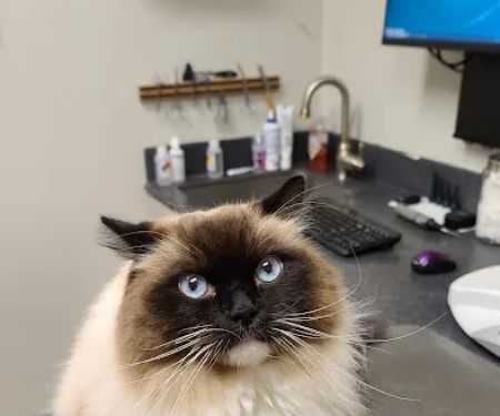 Animal Medical Center of Ontario