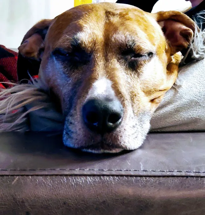 Animal Medical Center of Ontario Picture 6