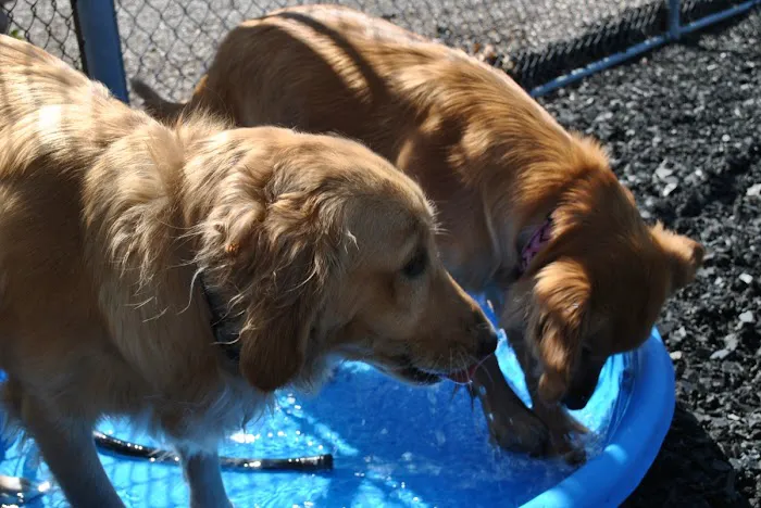 Animal Medical Center of Ontario Picture 8