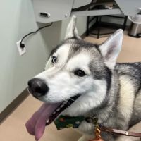 Appleseed Valley Veterinary Hospital ico