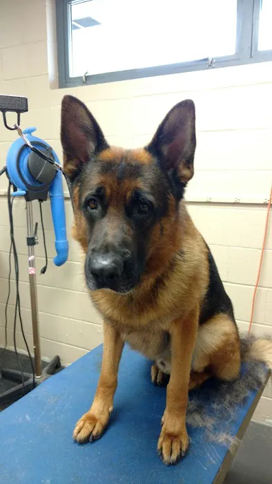 Amherst Animal Hospital Picture 1