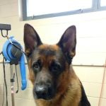 Amherst Animal Hospital