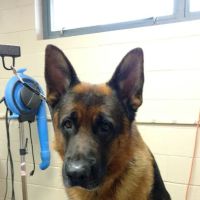 Amherst Animal Hospital ico