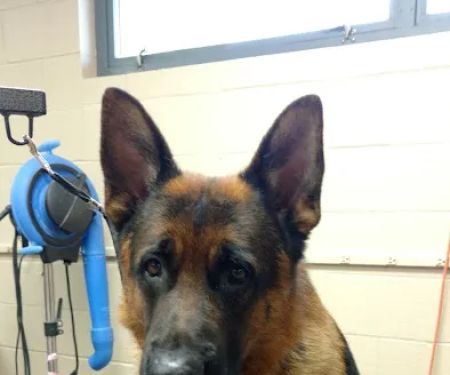 Amherst Animal Hospital