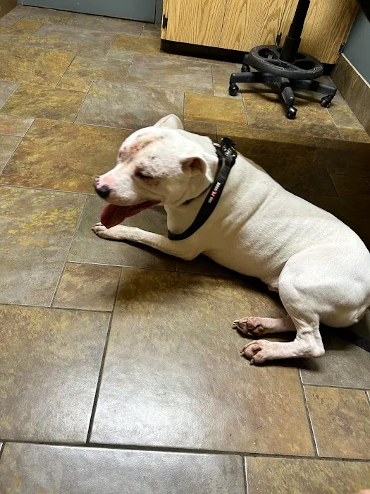 Amherst Animal Hospital Picture 5