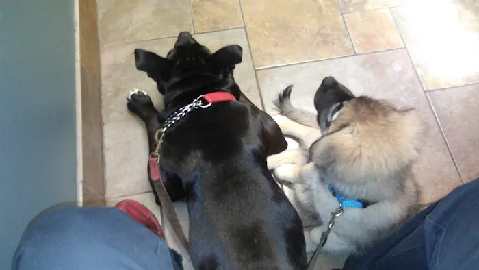 Amherst Animal Hospital Picture 8