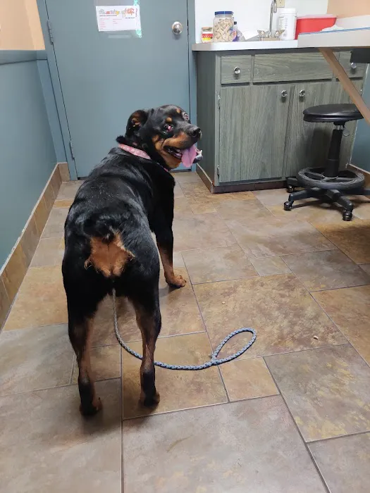 Amherst Animal Hospital Picture 10