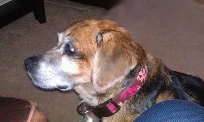 Pet Med Clinic Picture 8