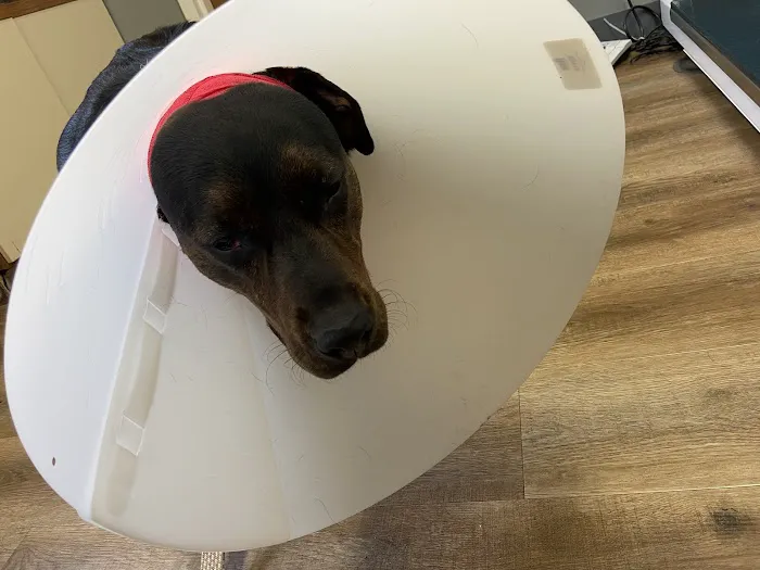 Pet Med Clinic Picture 9