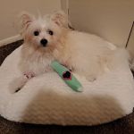 Lorain Animal Clinic, Inc.
