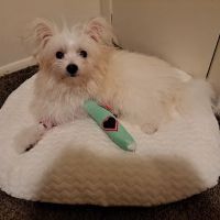 Lorain Animal Clinic, Inc. ico
