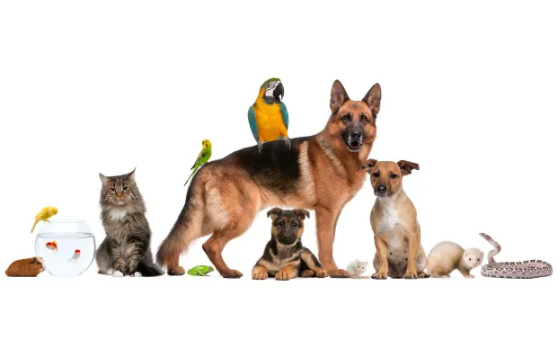 Lorain Animal Clinic, Inc. Picture 3