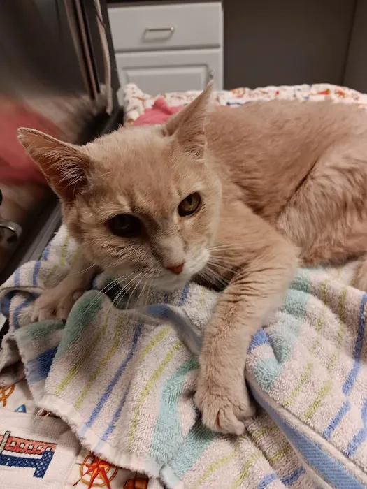 Harbor Town Animal Clinic Picture 1