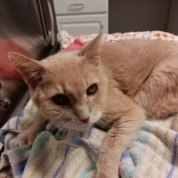 Harbor Town Animal Clinic ico