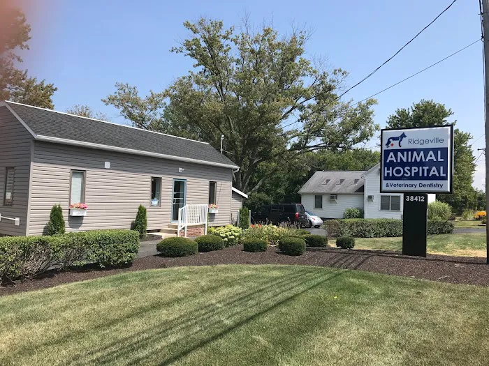 Ridgeville Animal Hospital Picture 9