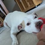 Ridgeville Animal Hospital