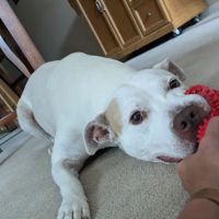 Ridgeville Animal Hospital ico