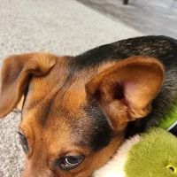VERMILION VETERINARY CLINIC ico