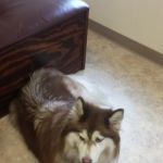 Firelands Animal Hospital Inc